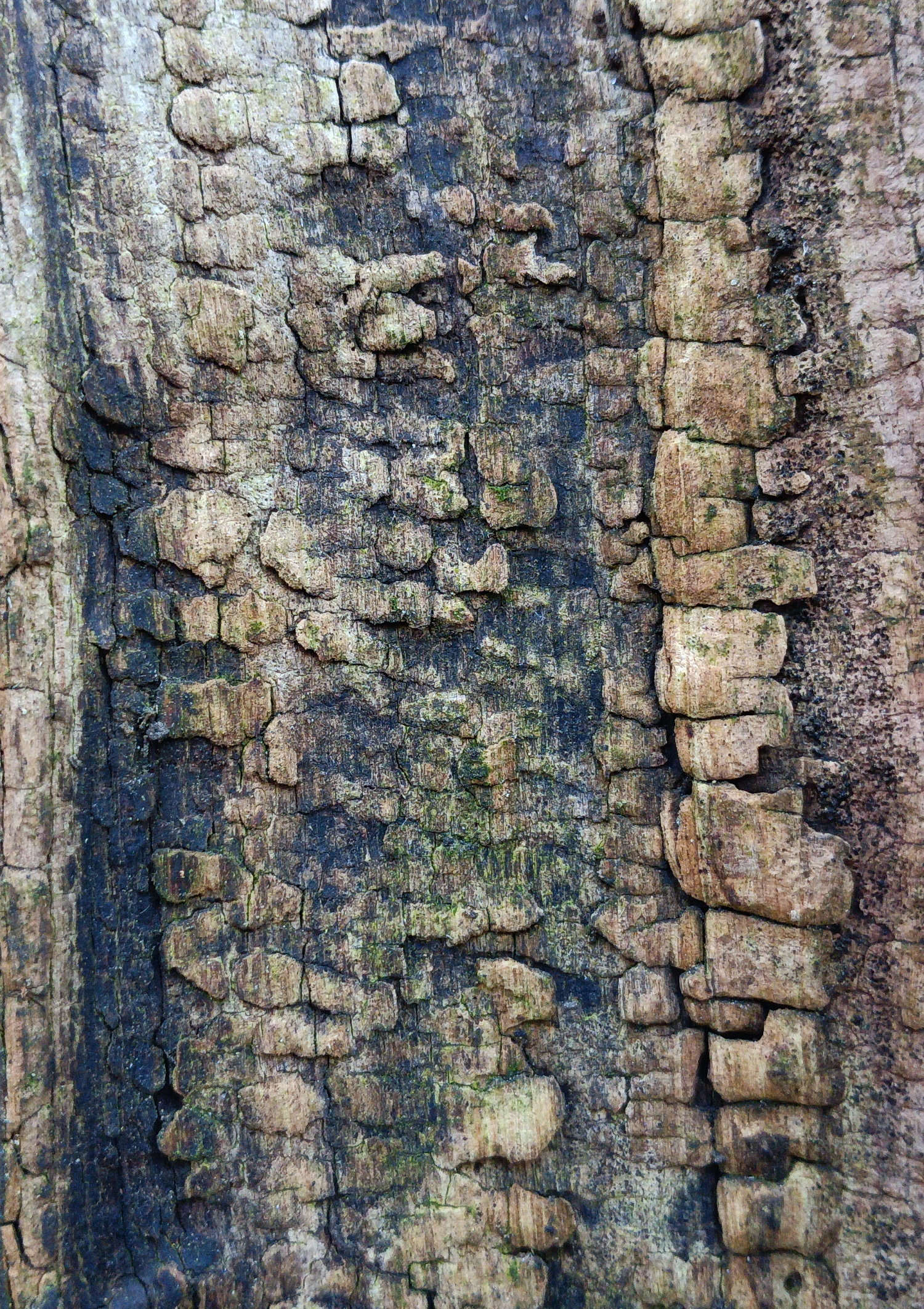 ecorcecharme