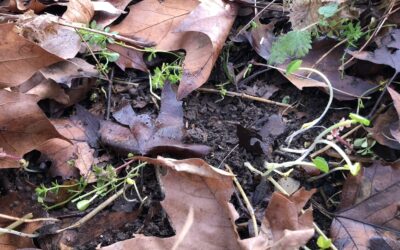 Une séance d’écothérapie pour une enfant accompagnée de son père, sur le thème de la mort.