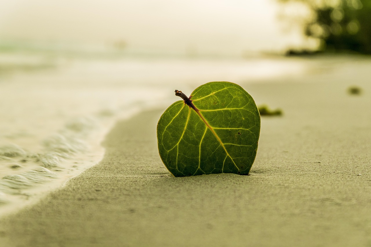 leonardovalente-beach-394503_1280
